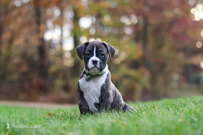 Carter – Boxer puppy for sale in Dundee, OH