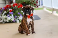 Benson, a male Boxer for sale in Dundee, OH – 5 of 6
