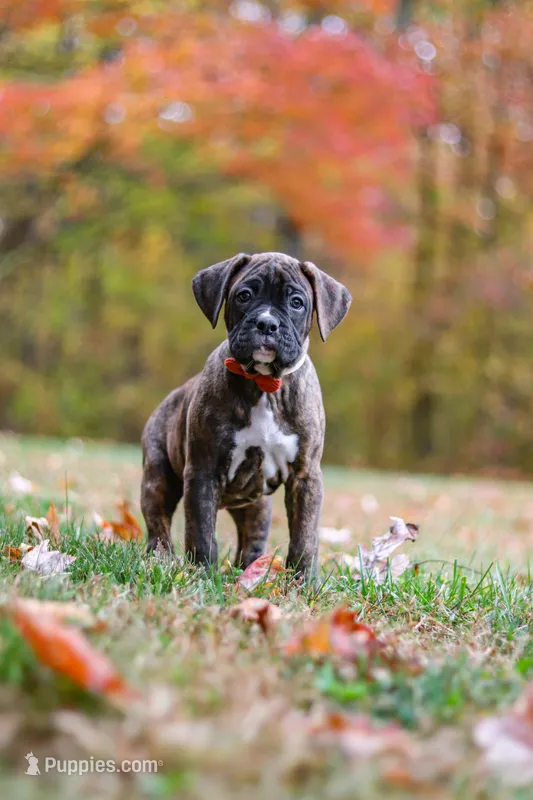 Miles – Boxer puppy for sale in Dundee, OH