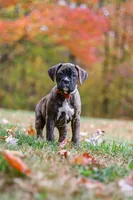 Miles, a male Boxer for sale in Dundee, OH – 1 of 8