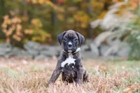 Luca, a male Boxer for sale in Dundee, OH – 5 of 9