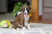 Indy, a female Boxer for sale in Dundee, OH – Photo 6 of 10