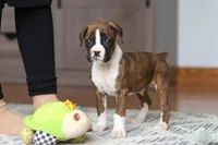 Indy, a female Boxer for sale in Dundee, OH – Photo 9 of 10