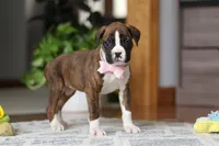 Indy, a female Boxer for sale in Dundee, OH – Photo 5 of 10