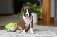 Indy, a female Boxer for sale in Dundee, OH – Photo 7 of 10