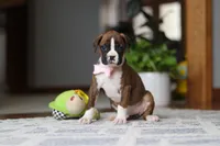 Indy, a female Boxer for sale in Dundee, OH – Photo 2 of 10