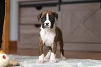 Indy, a female Boxer for sale in Dundee, OH – Photo 1 of 10