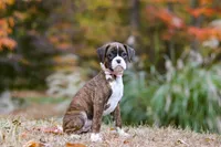 Olivia, a female Boxer for sale in Dundee, OH – 5 of 7