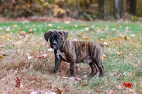 Miles, a male Boxer for sale in Dundee, OH – 2 of 8