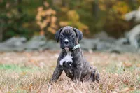 Luca, a male Boxer for sale in Dundee, OH – 3 of 9