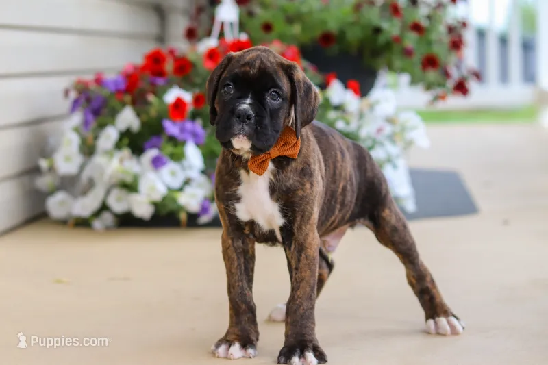 Mason – Boxer puppy for sale in Dundee, OH