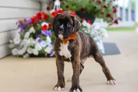 Mason, a male Boxer for sale in Dundee, OH – 1 of 6