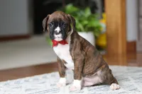 Tyson, a male Boxer for sale in Dundee, OH – Photo 6 of 7