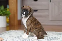 Tyson, a male Boxer for sale in Dundee, OH – Photo 4 of 7