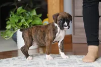 Tyson, a male Boxer for sale in Dundee, OH – Photo 7 of 7
