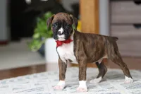Tyson, a male Boxer for sale in Dundee, OH – Photo 2 of 7