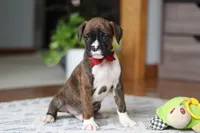 Tyson, a male Boxer for sale in Dundee, OH – Photo 5 of 7