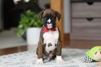 Tyson, a male Boxer for sale in Dundee, OH – Photo 3 of 7