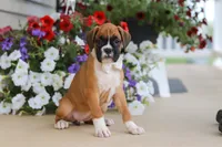 Tasha, a female Boxer for sale in Dundee, OH – 2 of 7