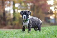 Carter, a male Boxer for sale in Dundee, OH – 6 of 8