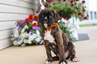 Mason, a male Boxer for sale in Dundee, OH – 3 of 6