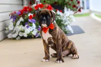 Benson, a male Boxer for sale in Dundee, OH – 4 of 6