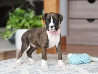 Jan, a female Boxer for sale in Dundee, OH – Photo 5 of 5