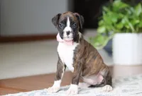 Jan, a female Boxer for sale in Dundee, OH – Photo 2 of 5