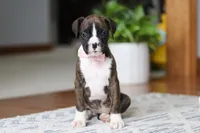 Jan, a female Boxer for sale in Dundee, OH – Photo 1 of 5
