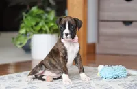 Jan, a female Boxer for sale in Dundee, OH – Photo 4 of 5