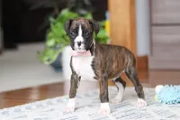 Jan, a female Boxer for sale in Dundee, OH – Photo 3 of 5