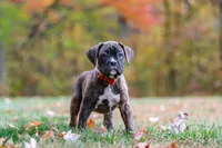Miles, a male Boxer for sale in Dundee, OH – 3 of 8