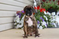 Layla, a female Boxer for sale in Dundee, OH – 2 of 8