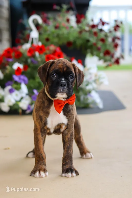 Benson – Boxer puppy for sale in Dundee, OH