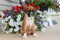 Tasha, a female Boxer for sale in Dundee, OH – 6 of 7