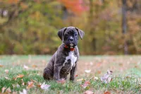 Miles, a male Boxer for sale in Dundee, OH – 6 of 8