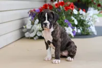 Allie, a female Boxer for sale in Dundee, OH – 2 of 6