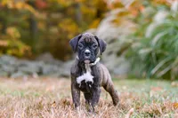 Luca, a male Boxer for sale in Dundee, OH – 6 of 9