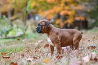 Hudson, a male Boxer for sale in Dundee, OH – 7 of 10