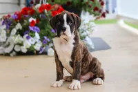 Bentley, a male Boxer for sale in Dundee, OH – 3 of 6