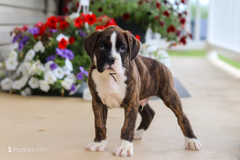 Bentley – Boxer puppy for sale in Dundee, OH