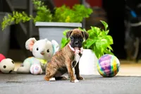 Muffin, a female Boxer for sale in Dundee, OH – Photo 2 of 4