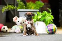 Muffin, a female Boxer for sale in Dundee, OH – Photo 3 of 4