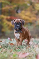 Hudson, a male Boxer for sale in Dundee, OH – 8 of 10