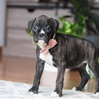 Daisy, a female Boxer for sale in Dundee, OH – 5 of 5
