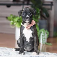 Daisy, a female Boxer for sale in Dundee, OH – 2 of 5