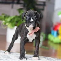 Daisy, a female Boxer for sale in Dundee, OH – 4 of 5