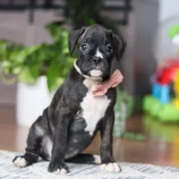 Daisy, a female Boxer for sale in Dundee, OH – 1 of 5