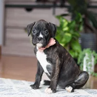 Daisy, a female Boxer for sale in Dundee, OH – 3 of 5