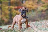 Hudson, a male Boxer for sale in Dundee, OH – 4 of 10